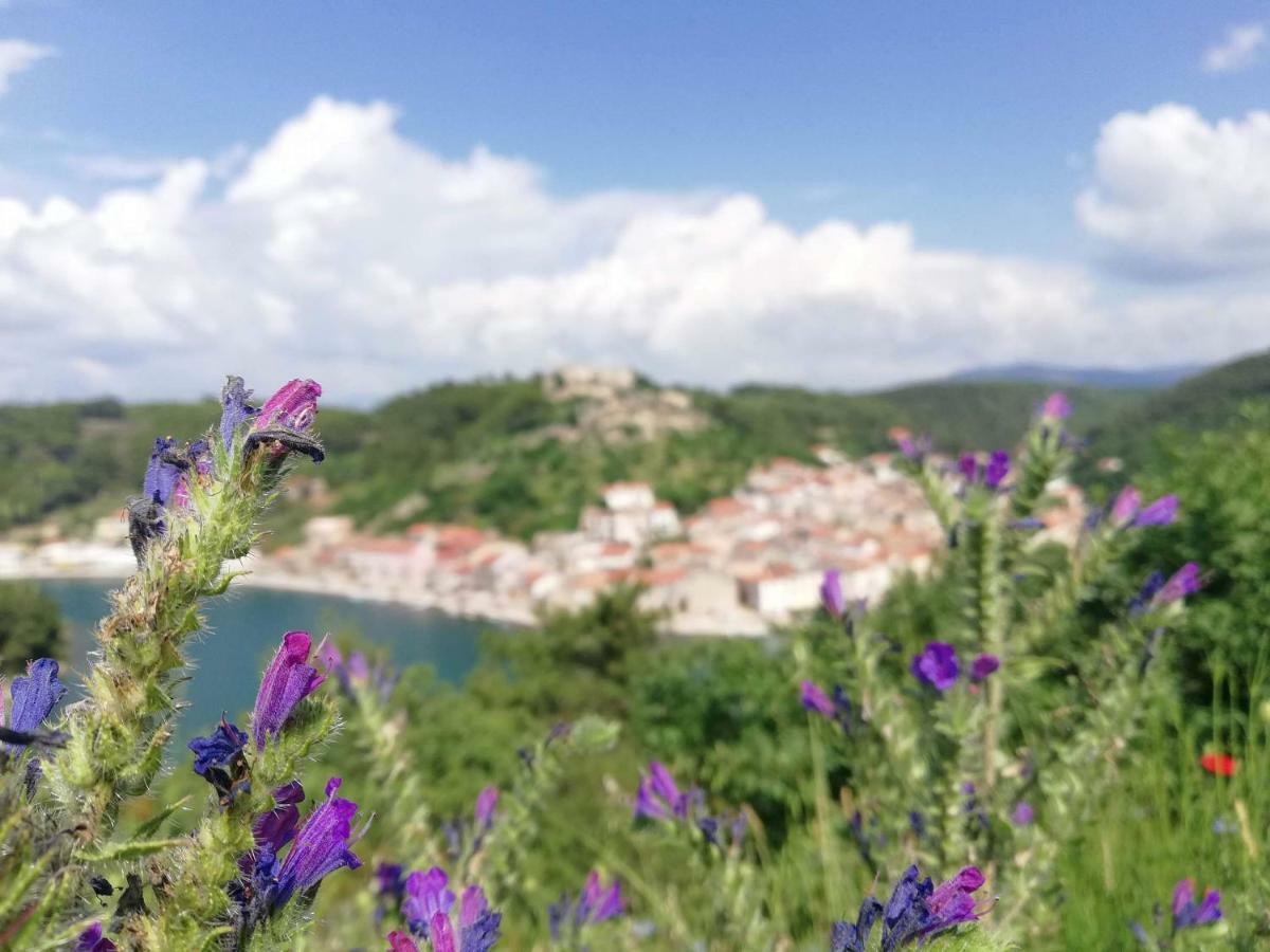 Villa Mali Dvor Novigrad  Esterno foto